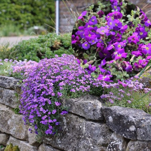Aubrieta 'Cascade Purple' - Sinipadjake 'Cascade Purple' P9/0,55L 